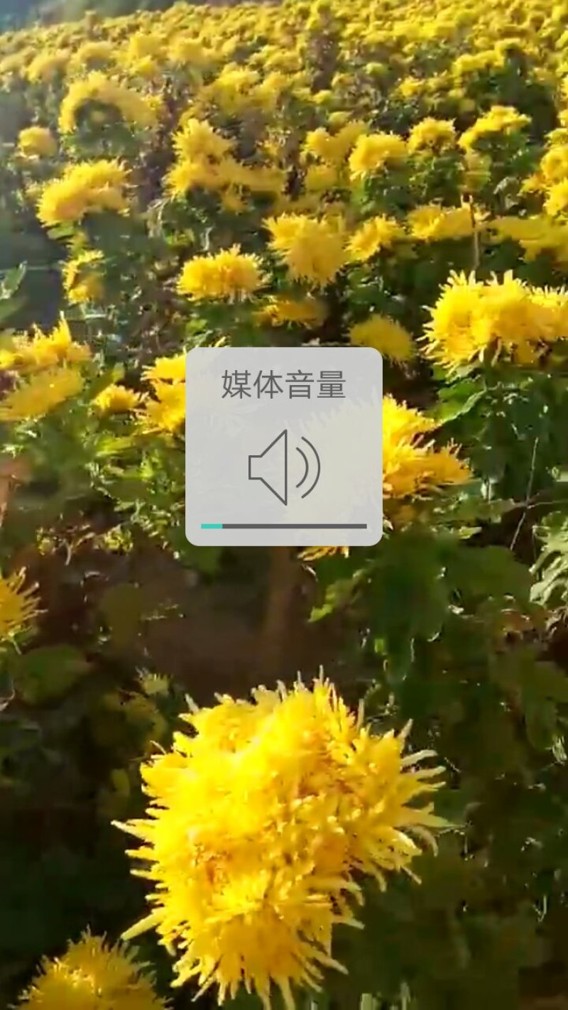 金丝皇菊。