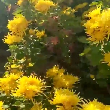 金丝皇菊。