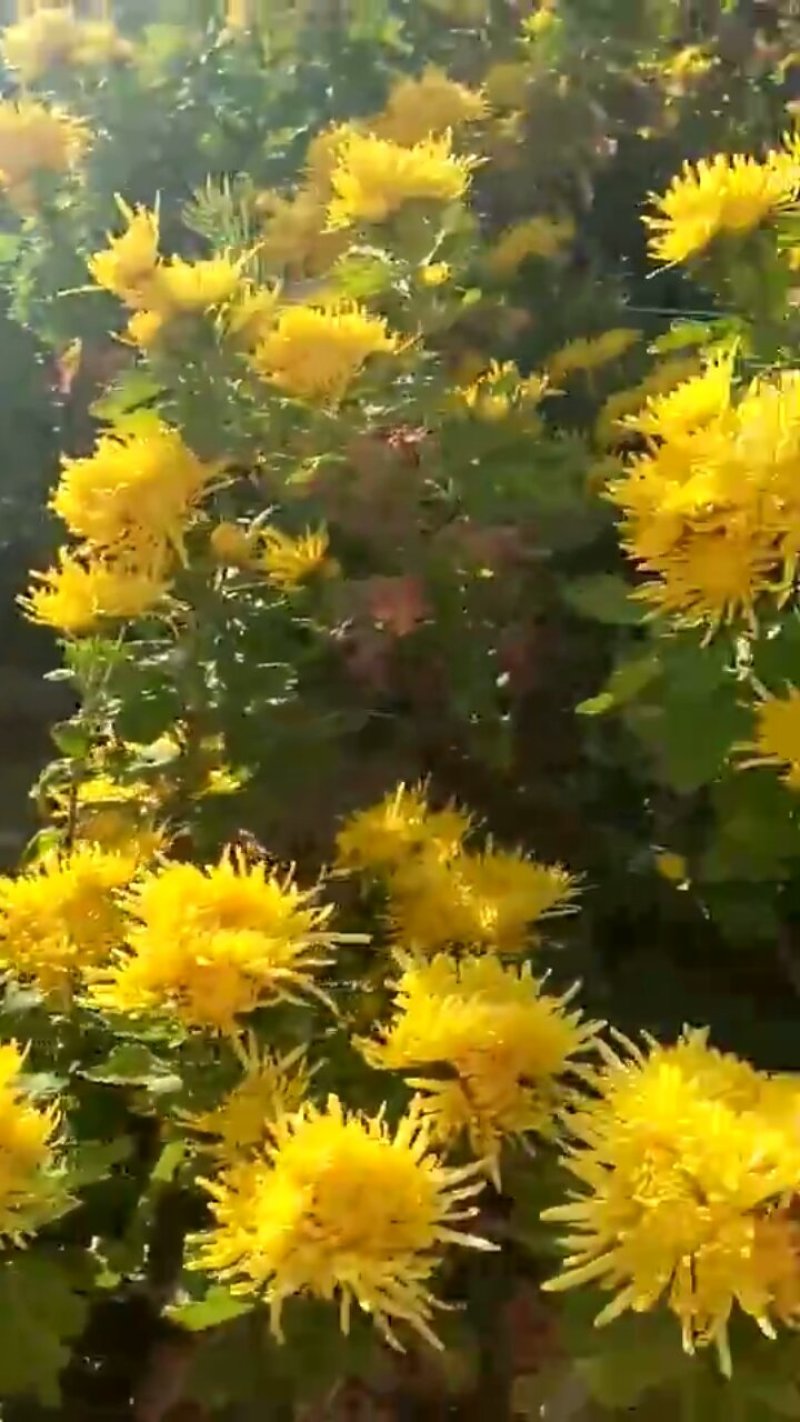 金丝皇菊。