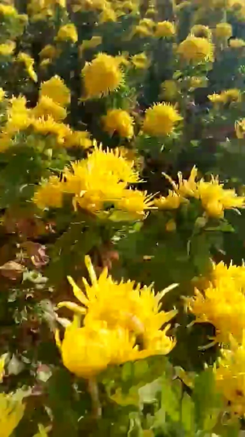金丝皇菊。