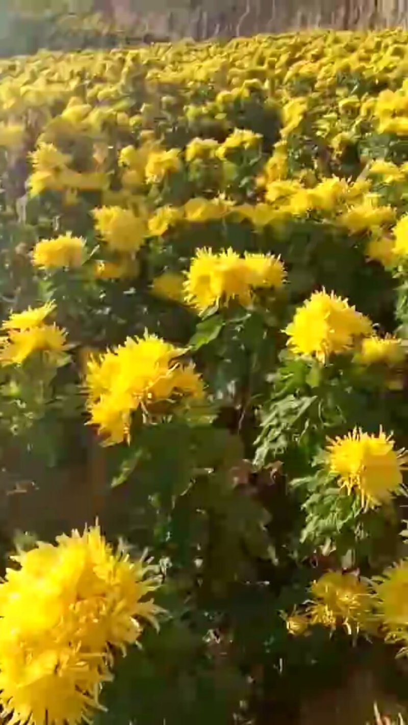 金丝皇菊。