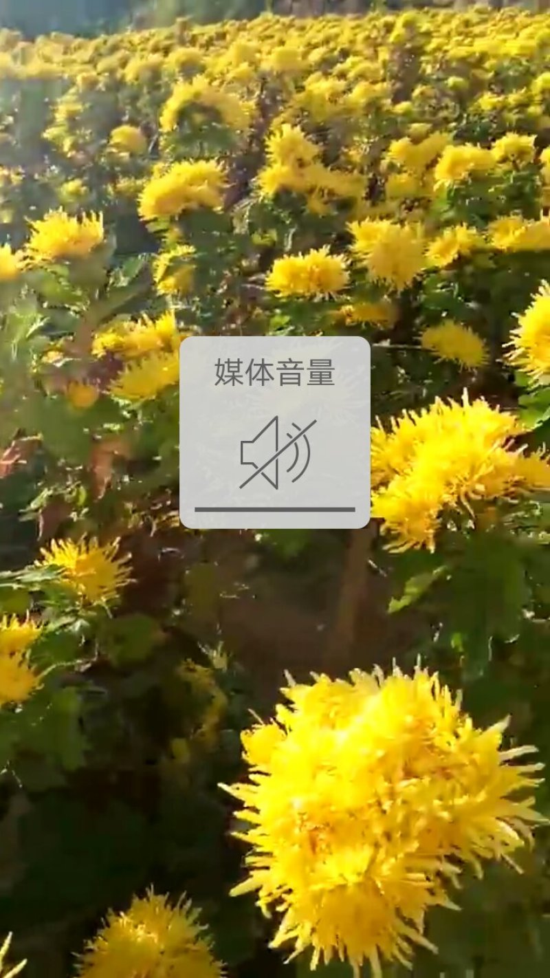 金丝皇菊。