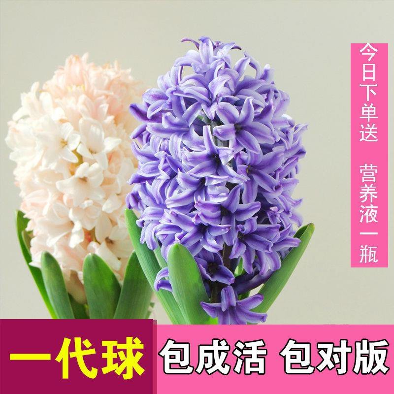 风信子种球，