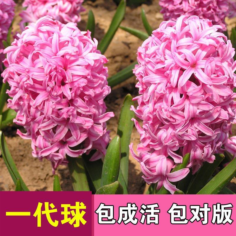 风信子种球，