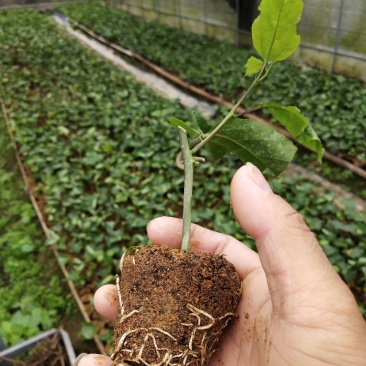百香果苗