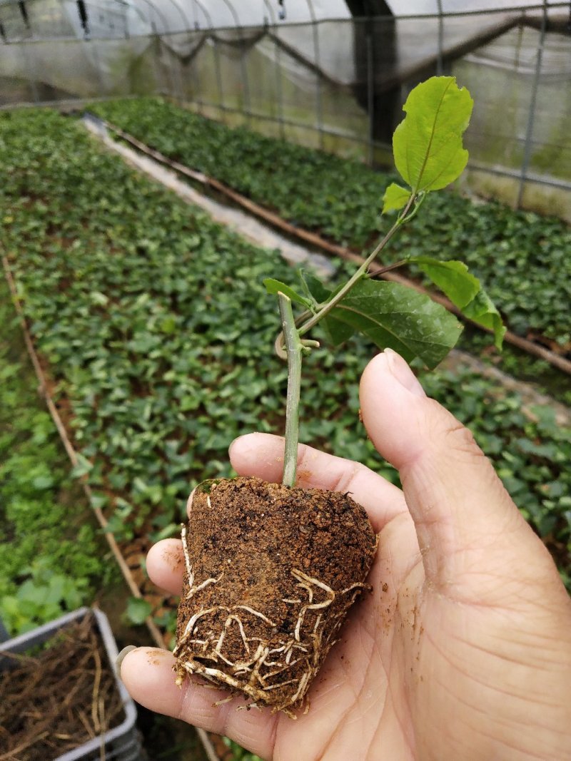 百香果苗
