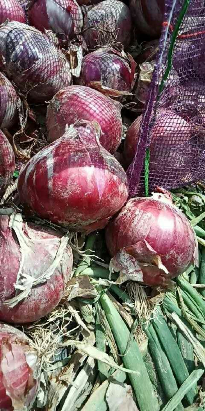 甘肃宏运洋葱，全国出名