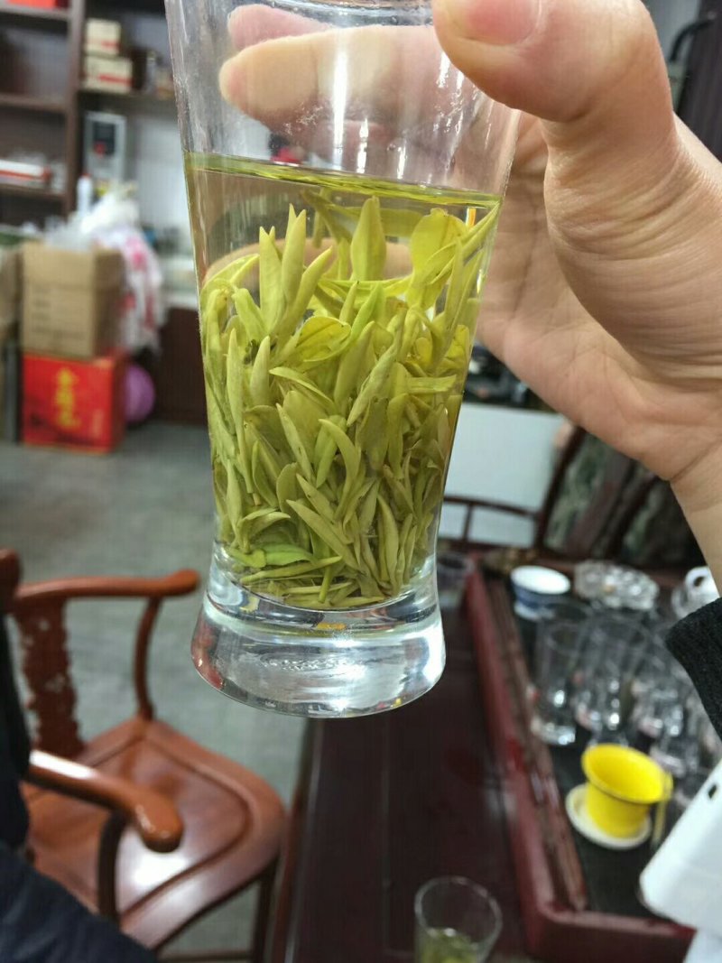 安吉白茶