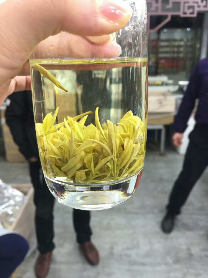 安吉白茶