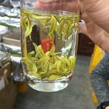 安吉白茶