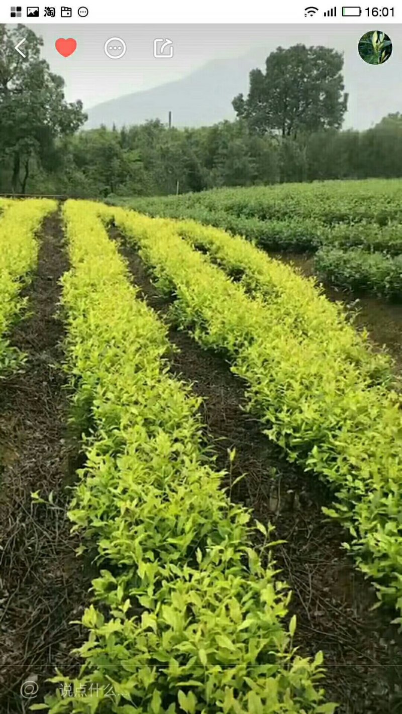安吉白茶