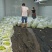 正宗猛子花黄花菜种苗