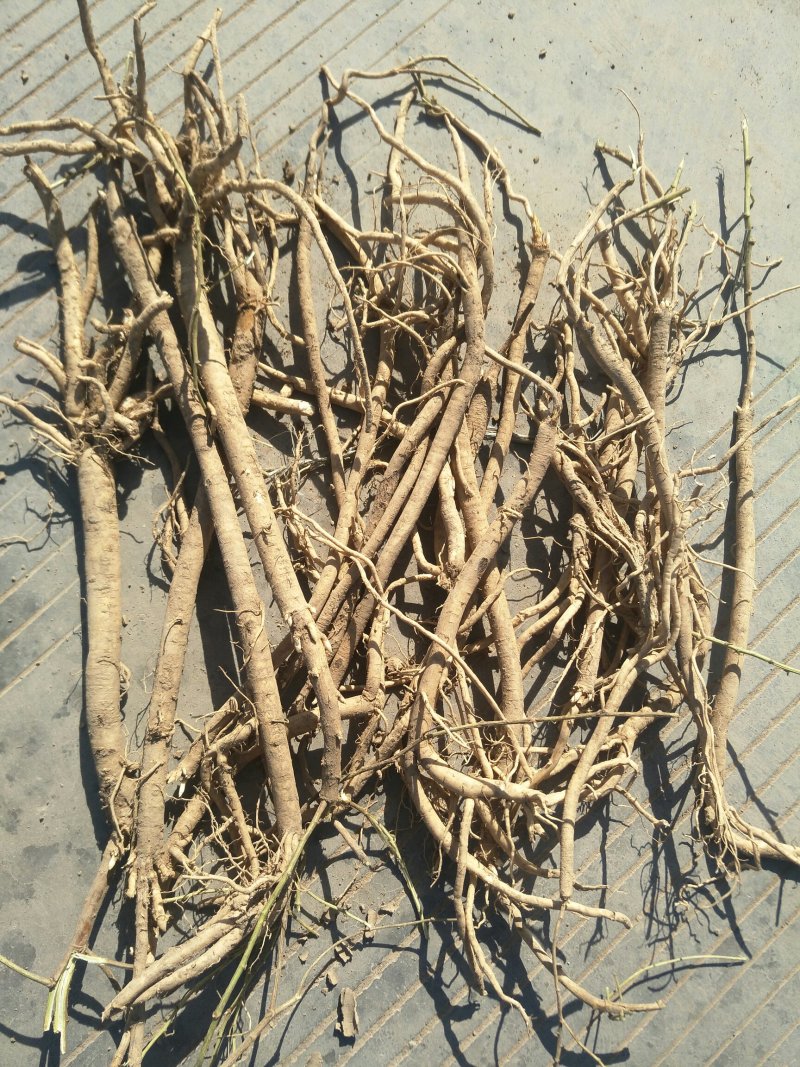 甘肃黄芪大量开挖，药性好，质量上乘