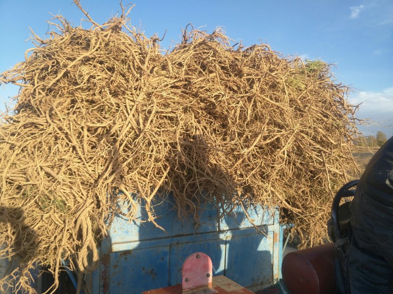 甘肃黄芪大量开挖，药性好，质量上乘