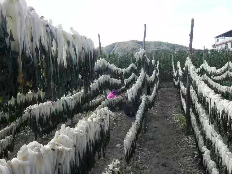 脱水白菜散装白菜干兰州菜干50斤/件（散菜）