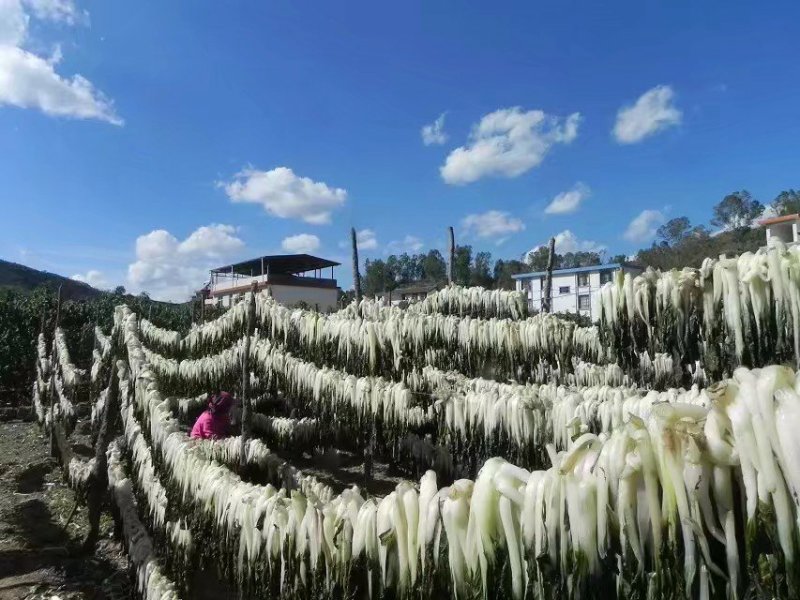 夏季新货产地直销散菜梅干菜白菜干（包邮）