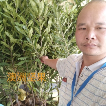 澳洲坚果苗。桂热一号，695号