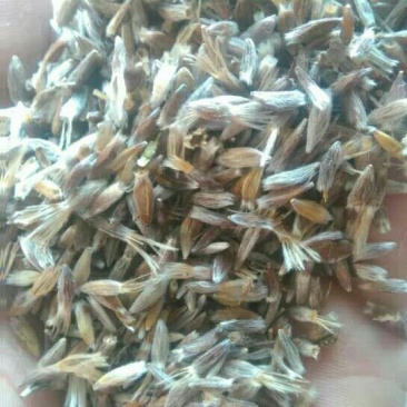 苍术种子