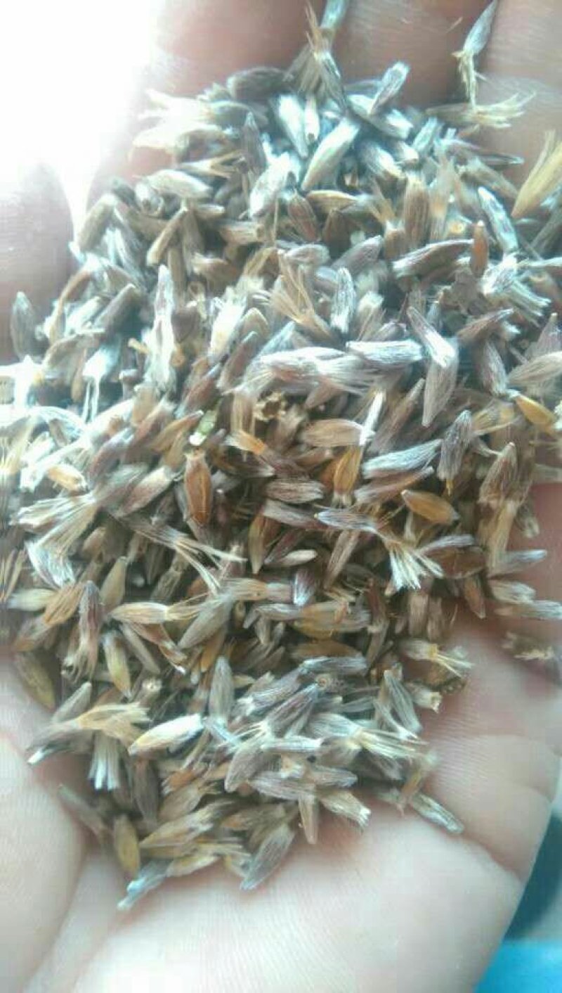 苍术种子
