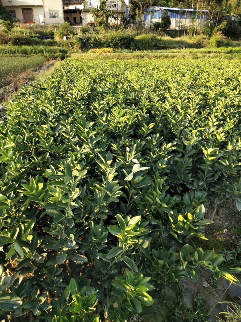 脐橙树苗红肉脐橙大苗卡拉红肉脐橙蜂蜜脐橙苗