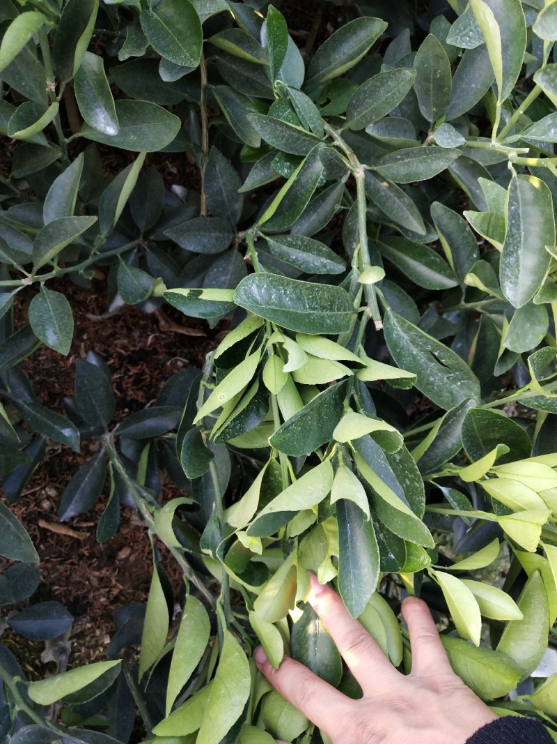 脐橙树苗红肉脐橙大苗卡拉红肉脐橙蜂蜜脐橙苗