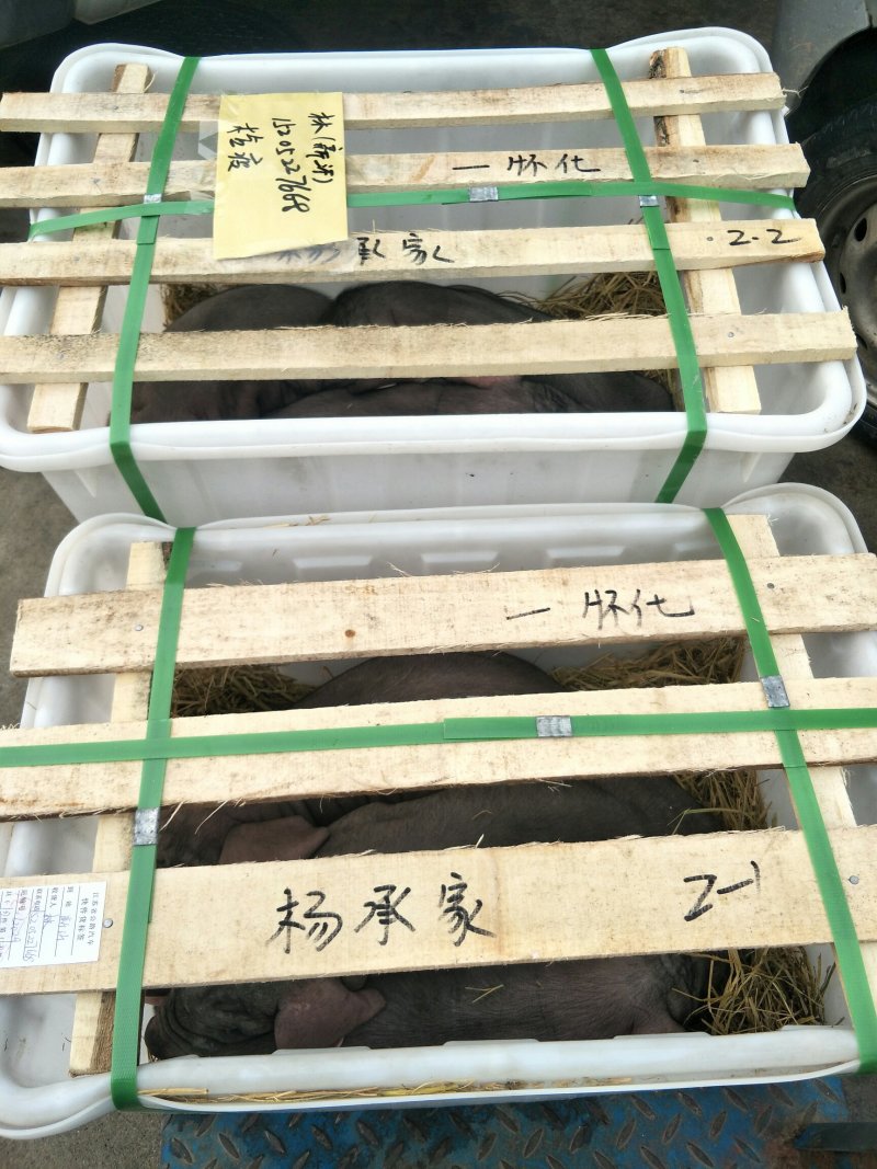 太湖二代母猪，长太母猪报价，3头以上包邮