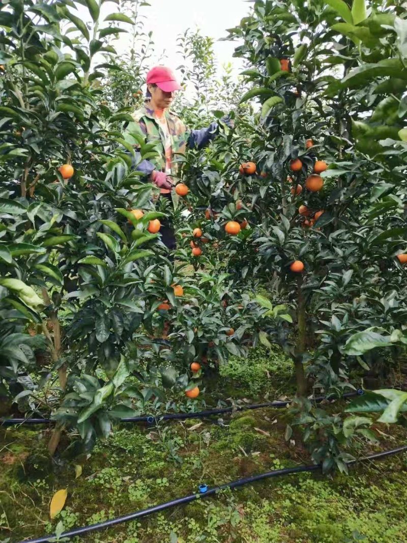 金葵早熟砂糖橘苗（杯苗）假一罚十提供技术