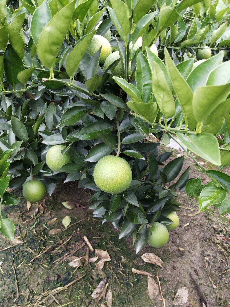 阿尔及利亚夏橙苗（弗罗斯特）