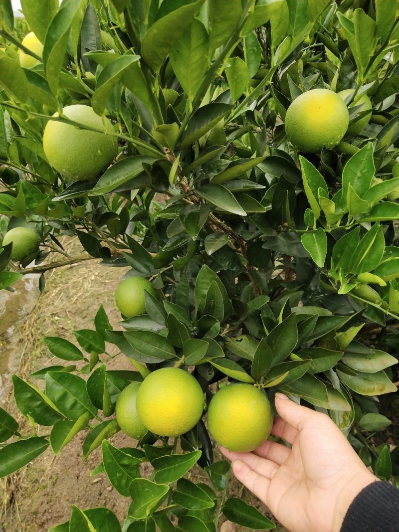 阿尔及利亚夏橙苗（弗罗斯特）