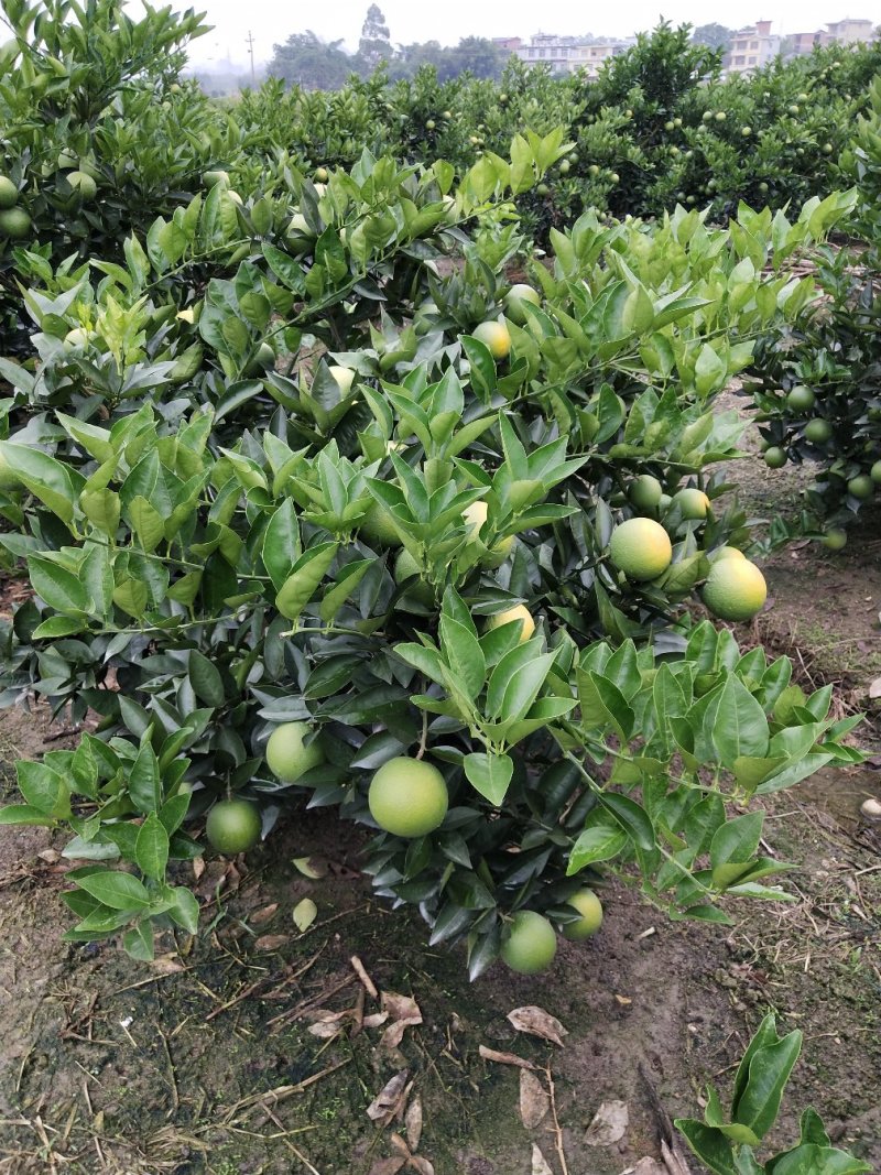 阿尔及利亚夏橙苗（弗罗斯特）