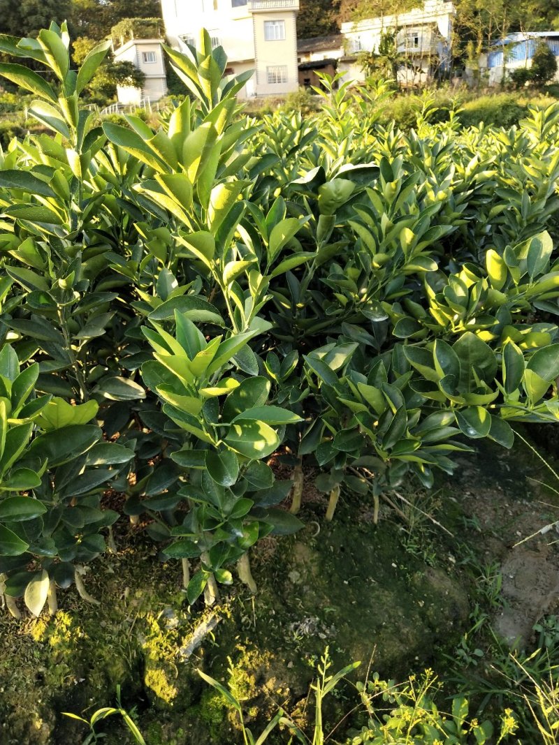 阿尔及利亚夏橙苗（弗罗斯特）