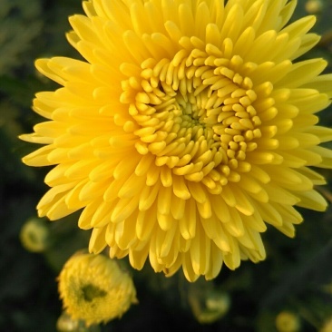 皇菊