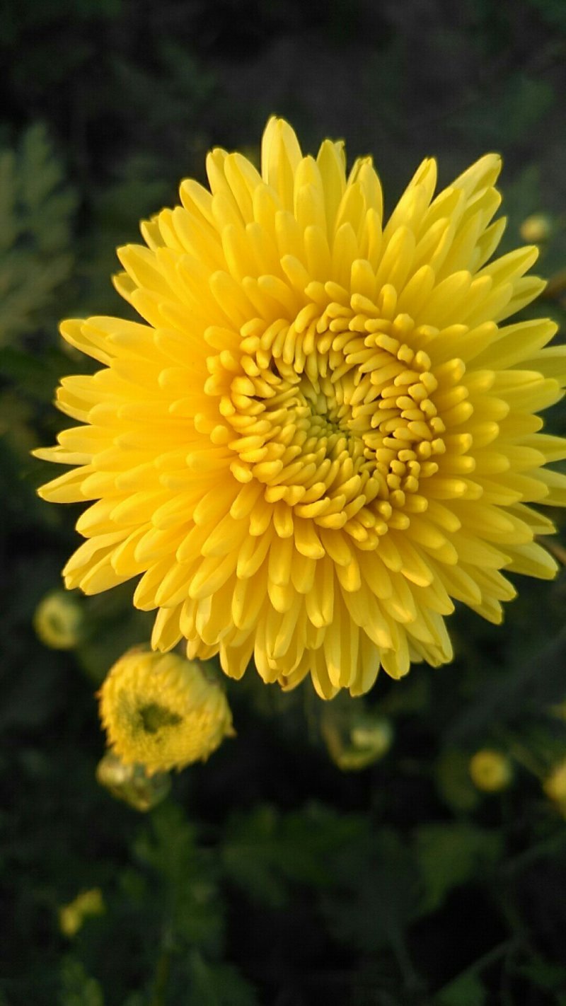 皇菊
