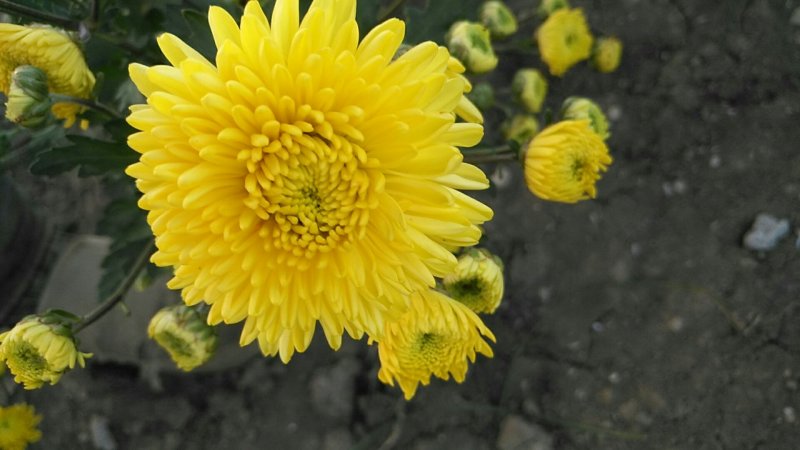 皇菊