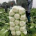 黄心白菜