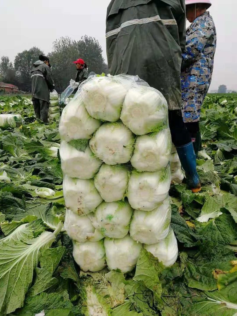 黄心白菜