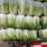 黄心白菜