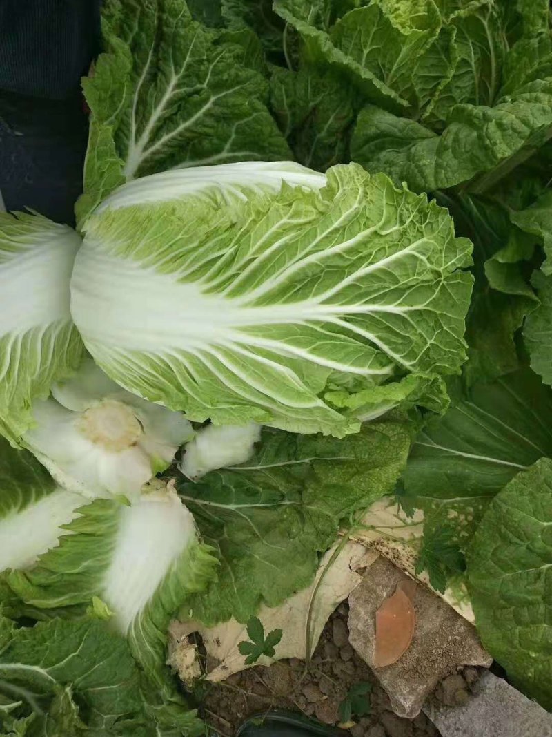黄心白菜