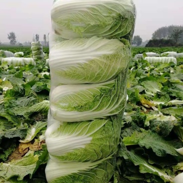 黄心白菜