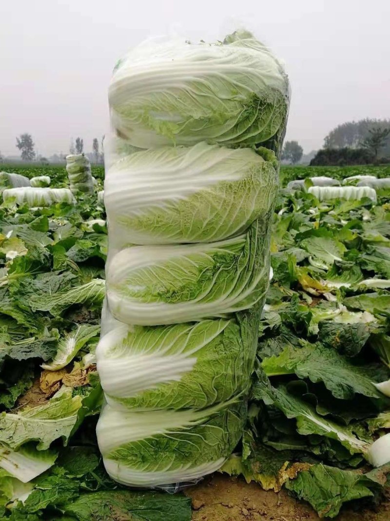 黄心白菜