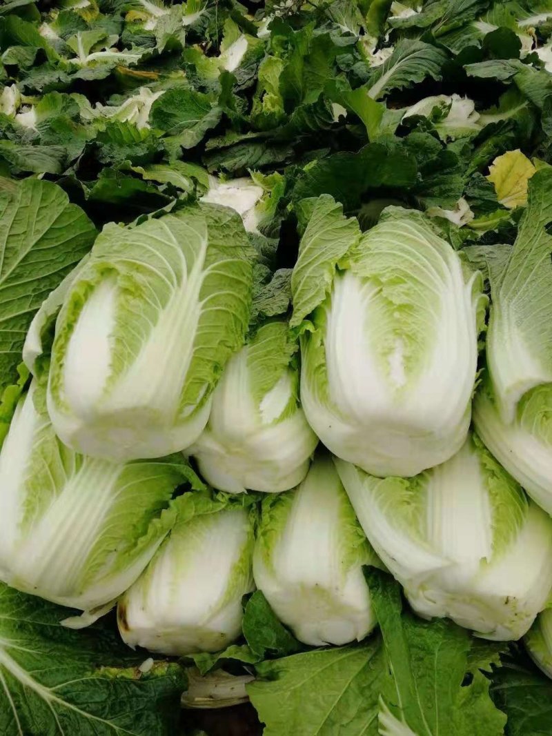 黄心白菜