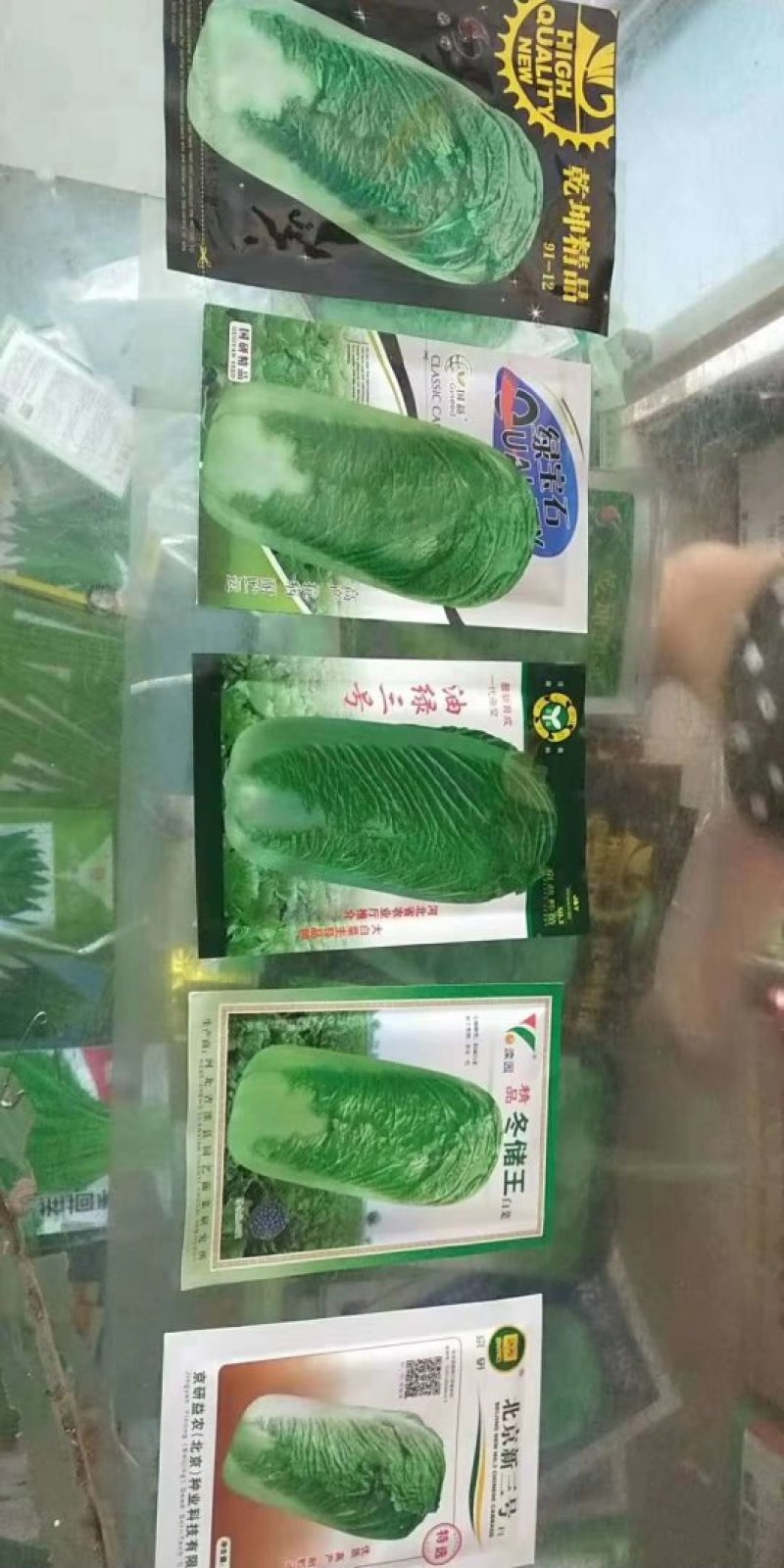 大白菜净菜4~6斤
