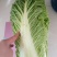 大白菜净菜4~6斤