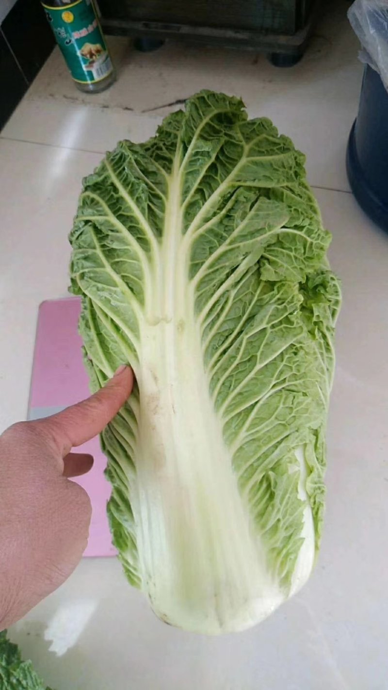 大白菜净菜4~6斤