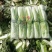 大白菜净菜4~6斤