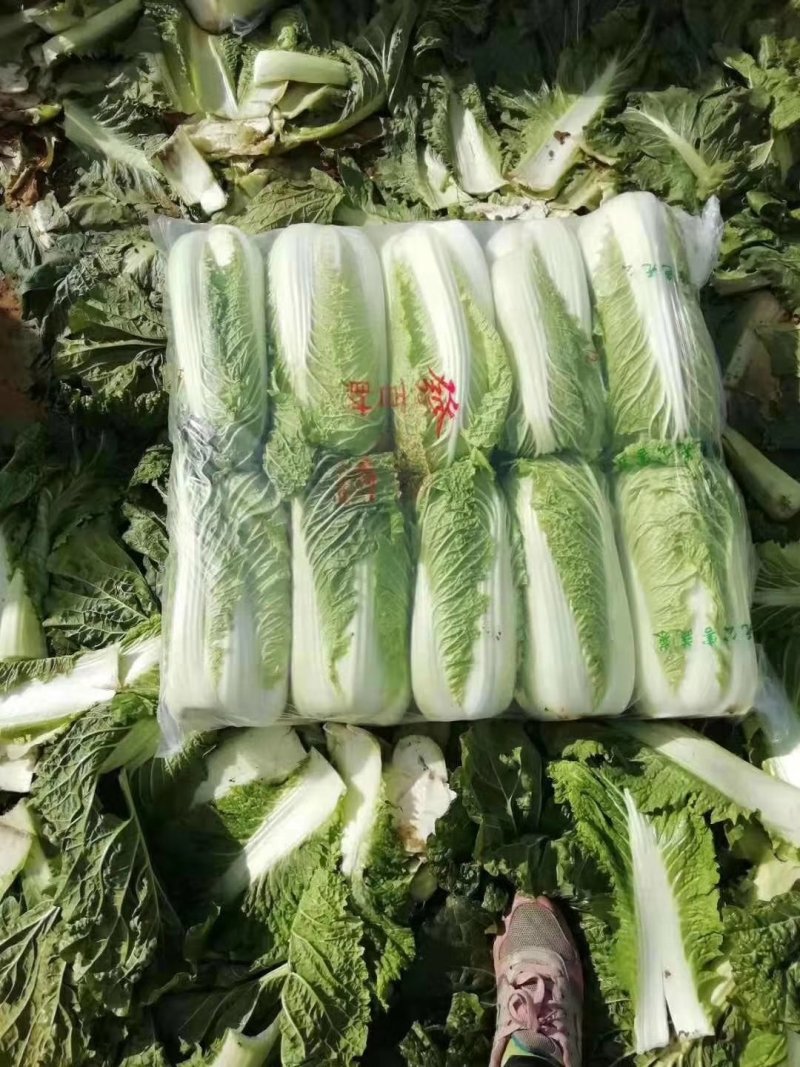大白菜净菜4~6斤