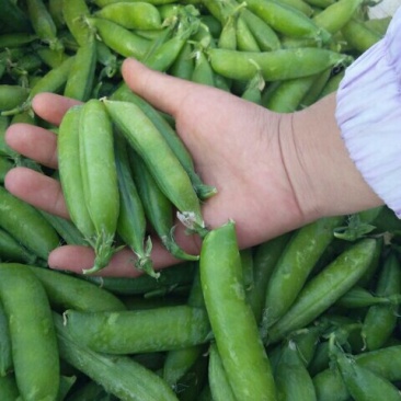 青豌豆