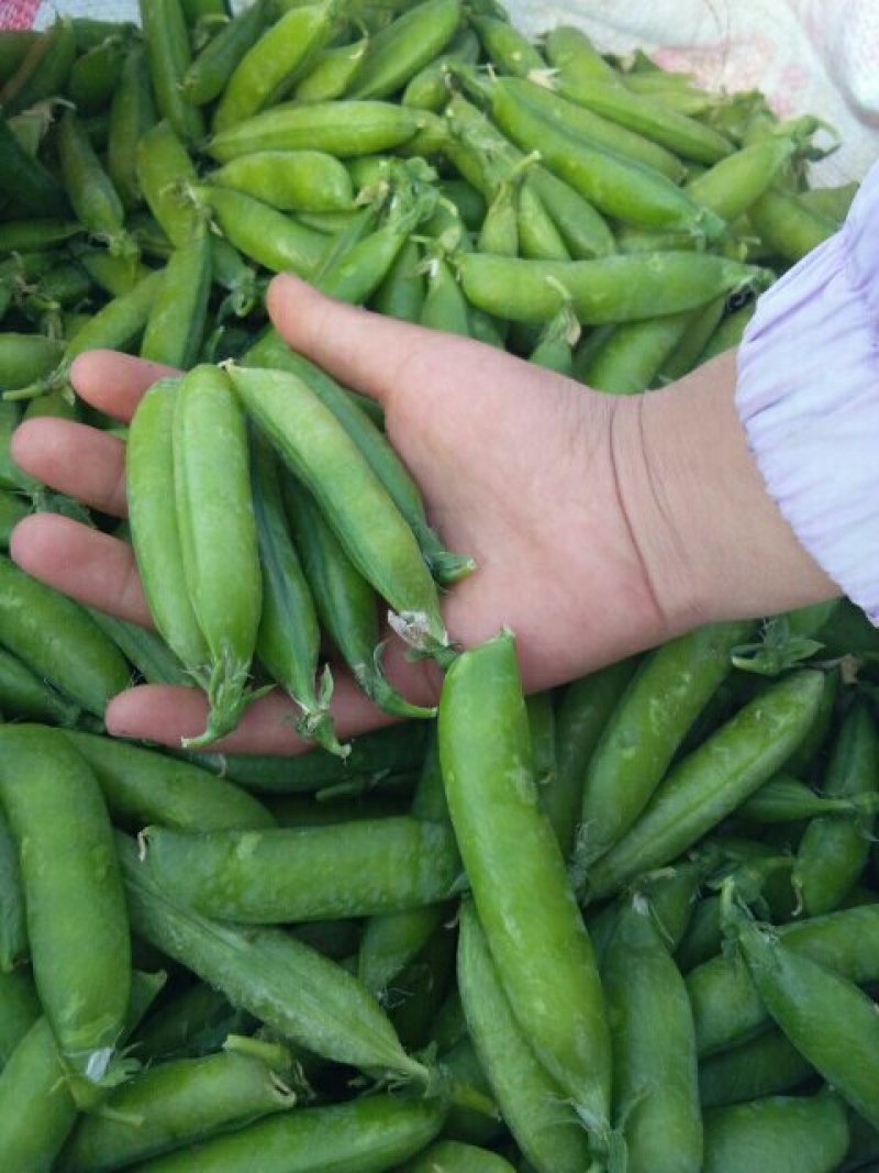 青豌豆
