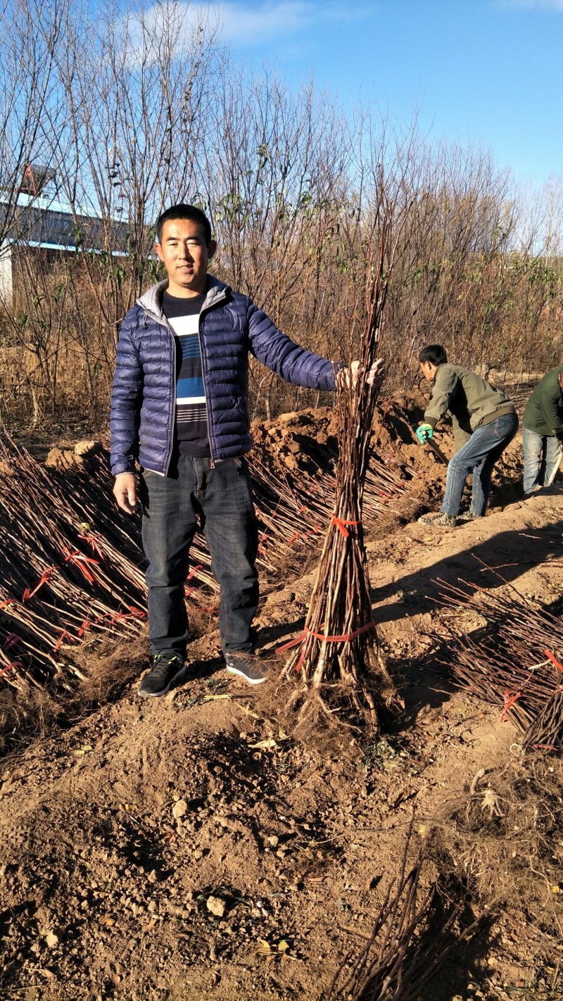 大金星山楂苗，大果山楂，嫁接山楂苗，山楂苗大量