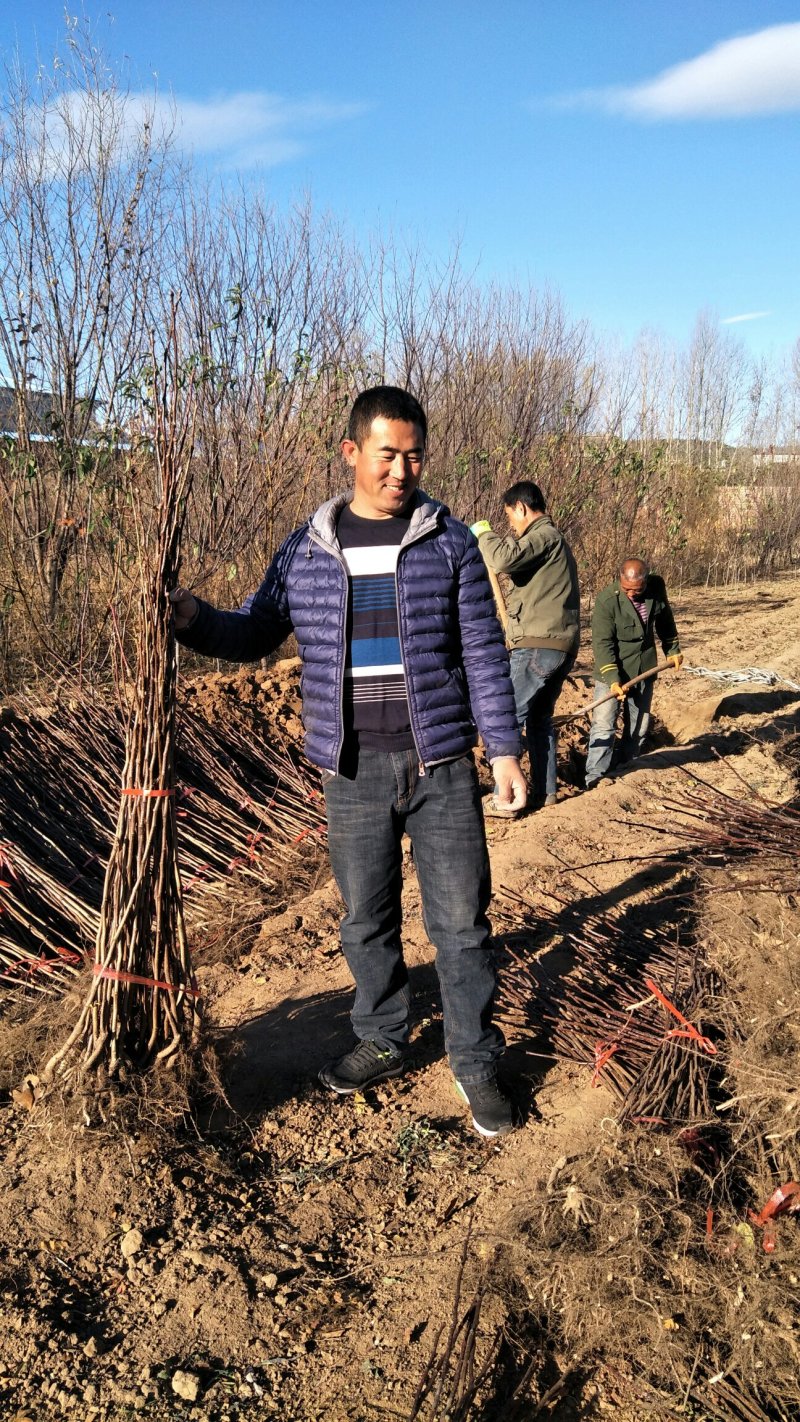 大金星山楂苗，大果山楂，嫁接山楂苗，山楂苗大量